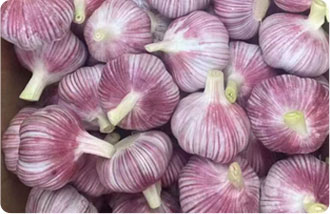 Fresh Garlic