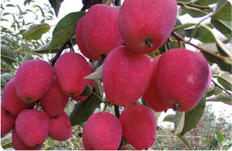 Fuji Apple