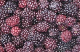 Frozen blackberry