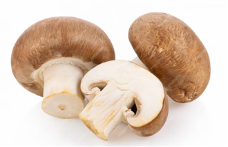shiitake mushroom